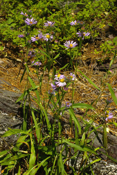 Symphyotrichum laeve (Aster laevis var. geyeri)