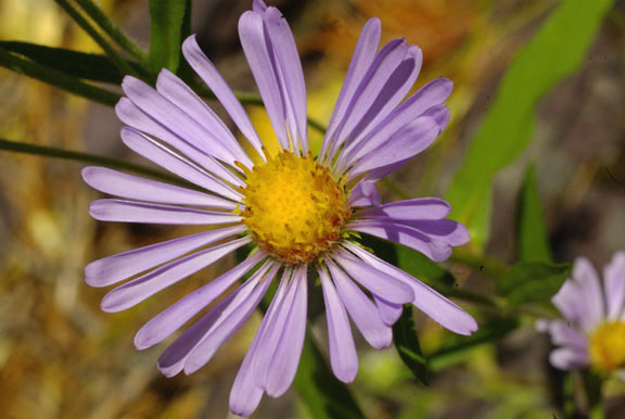 Symphyotrichum laeve (Aster laevis var. geyeri)