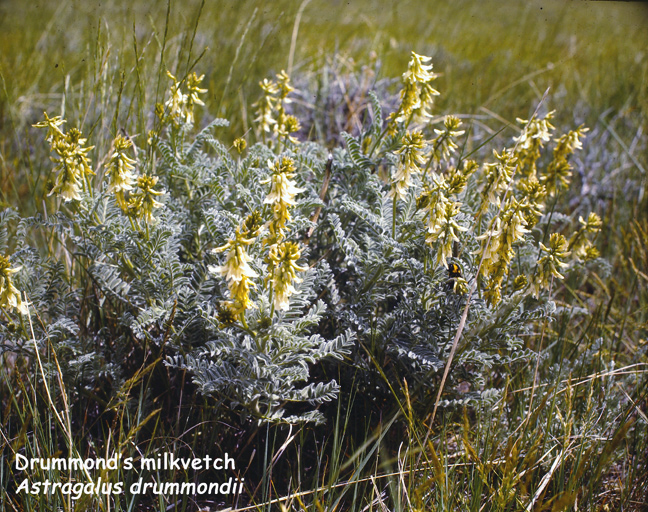 Astragalus drummondii