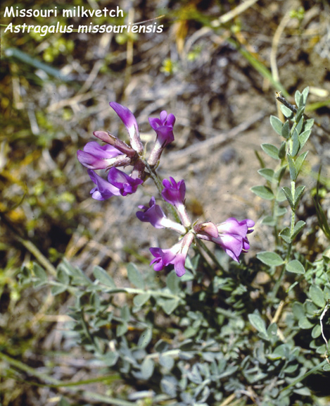 Astragalus missouriensis