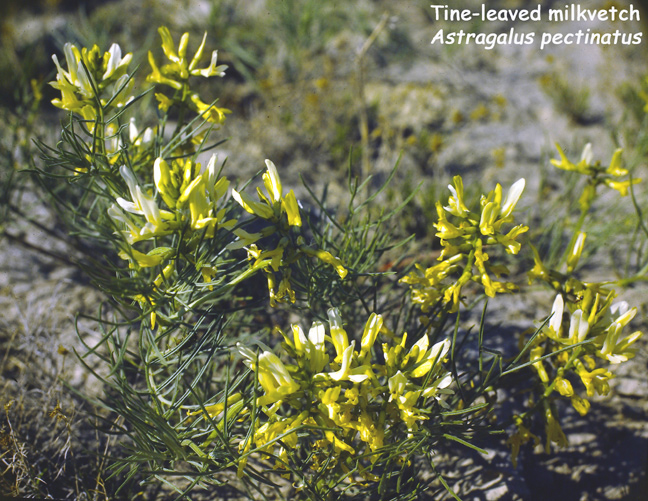 Astragalus pectinatus