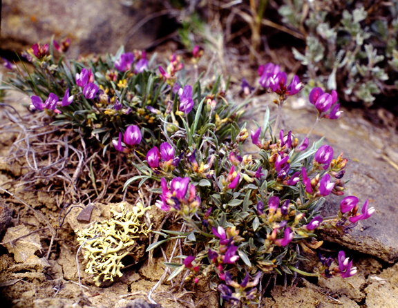 Astragalus spatulatus
