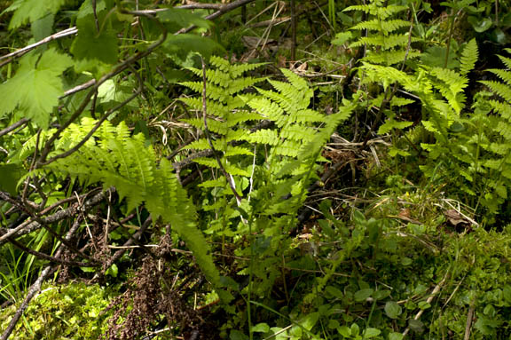 Athyrium filix-femina
