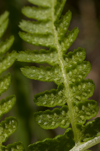 Athyrium filix-femina