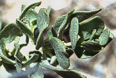 Atriplex confertifolia