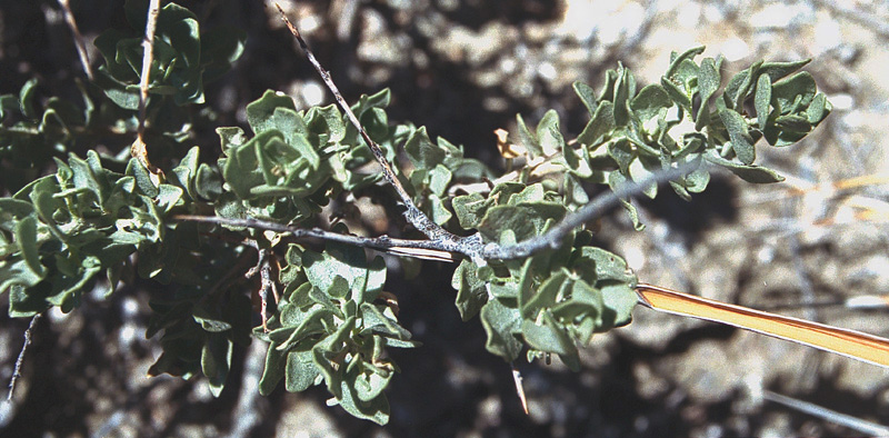 Atriplex confertifolia