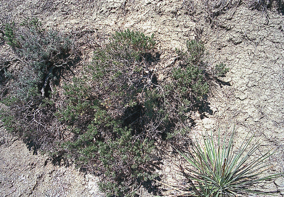Atriplex confertifolia