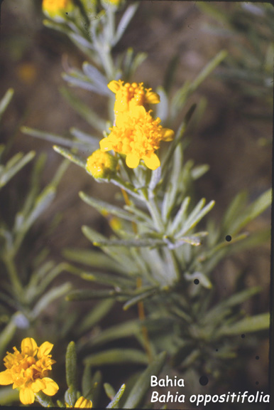 Bahia oppositifolia