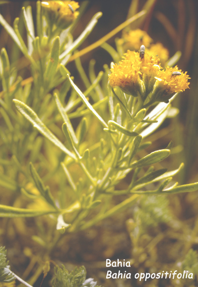 Bahia oppositifolia