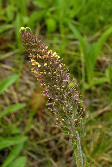 Besseya rubra