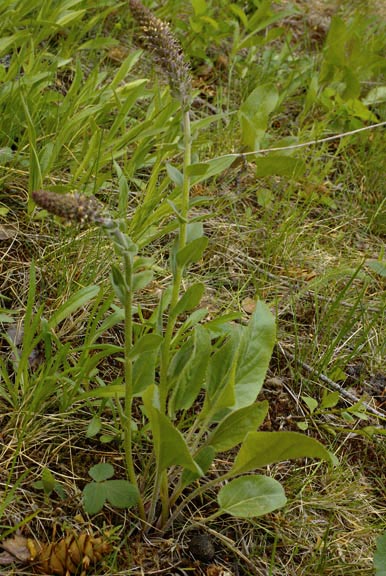 Besseya rubra