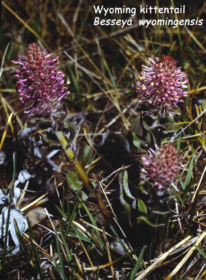 Besseya wyomingensis