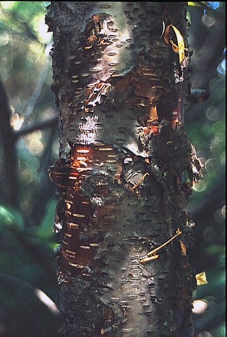 Betula papyrifera