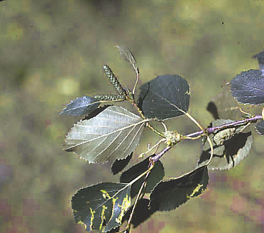 Betula papyrifera