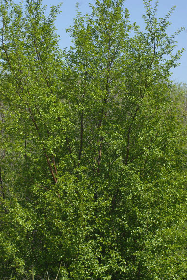 Betula occidentalis