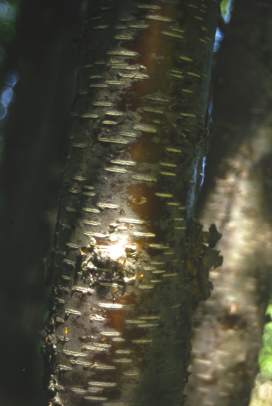 Betula papyrifera