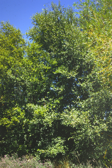 Betula papyrifera