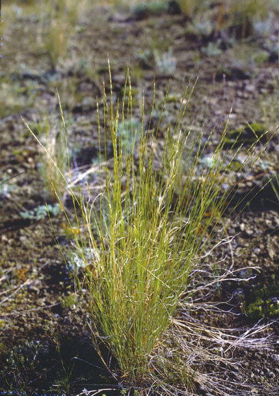 Pseudoregneria spicata