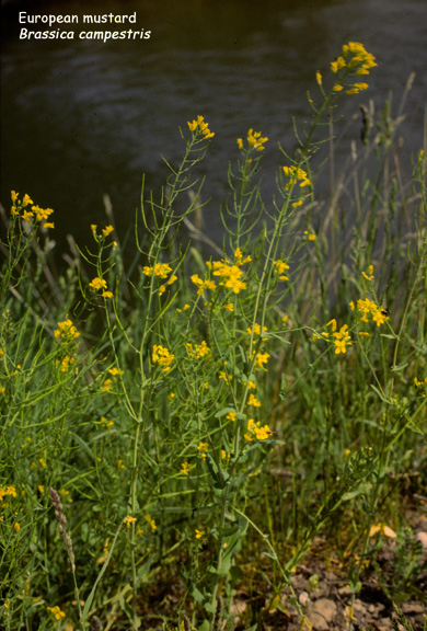 Brassica campestris