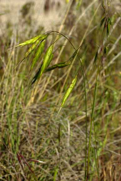 Bromus japonicus