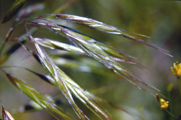 Bromus tectorum
