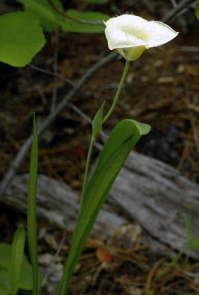 Calochortus nuttallii