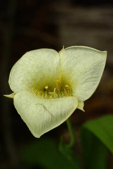 Calochortus nuttallii