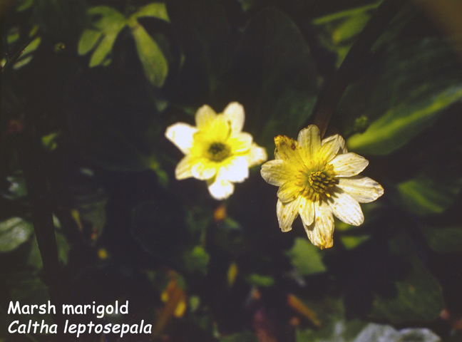 Caltha leptosepala