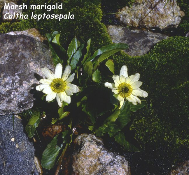 Caltha leptosepala