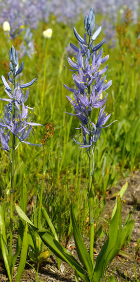 Camassia quamash
