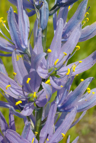 Camassia quamash