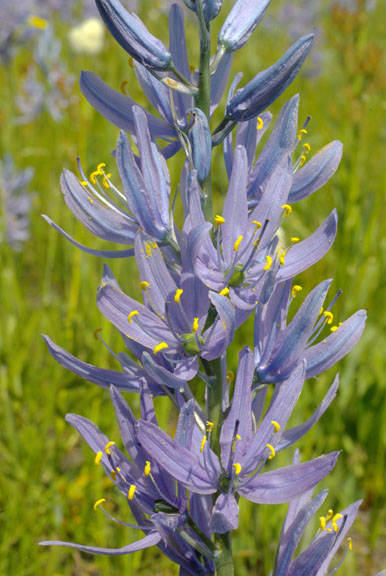Camassia quamash