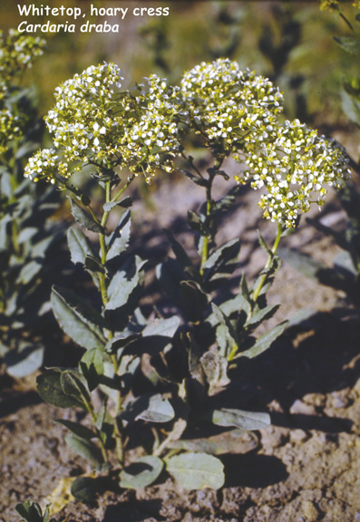 Cardaria draba