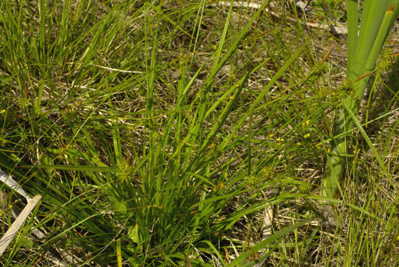 Carex flava