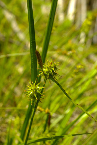 Carex flava