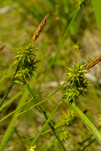 Carex flava