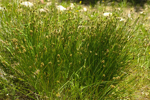 Carex microptera