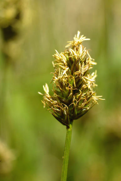 Carex microptera
