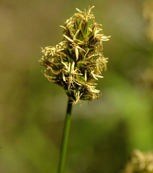 Carex microptera