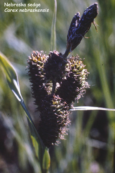 Carex nebrascensis