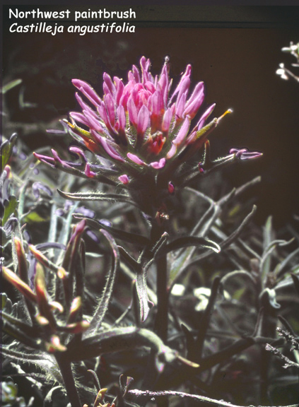 Castilleja angustifolia