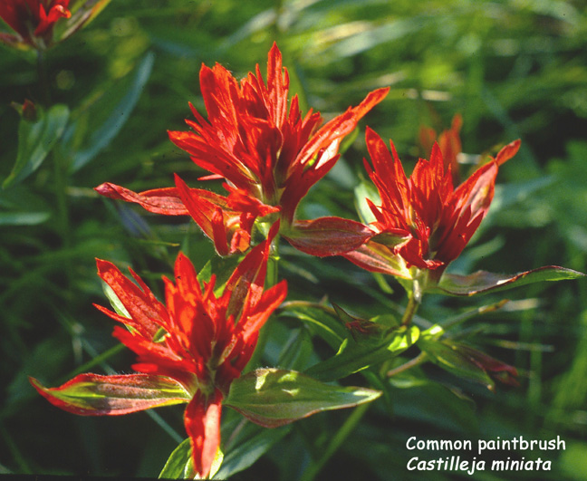 Castilleja miniata
