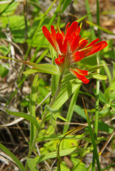 Castilleja miniata