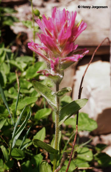 Castilleja rhexifolia