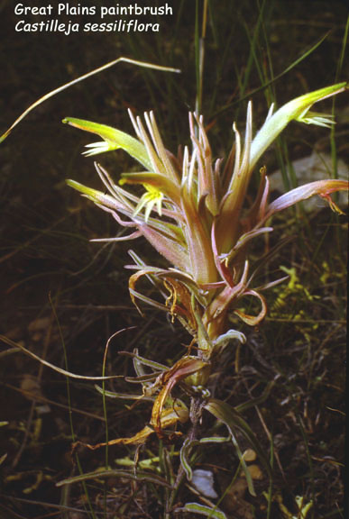 Castilleja sessiliflora