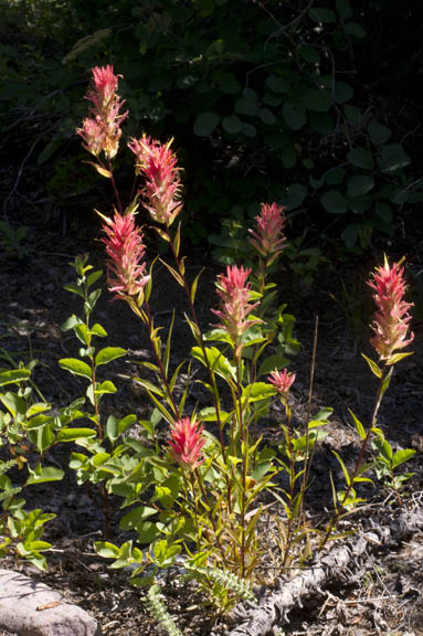Castilleja miniata