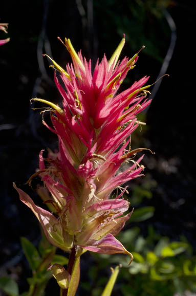 Castilleja miniata