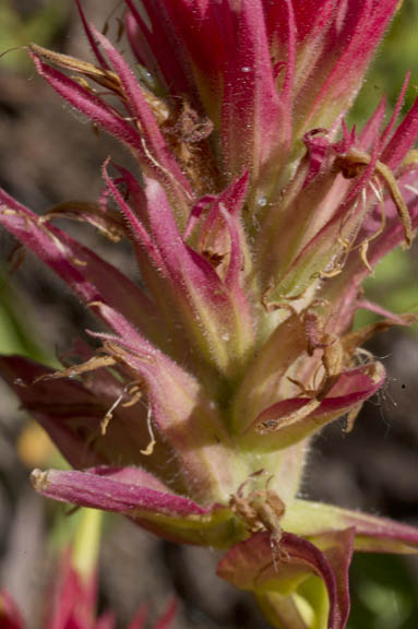 Castilleja miniata