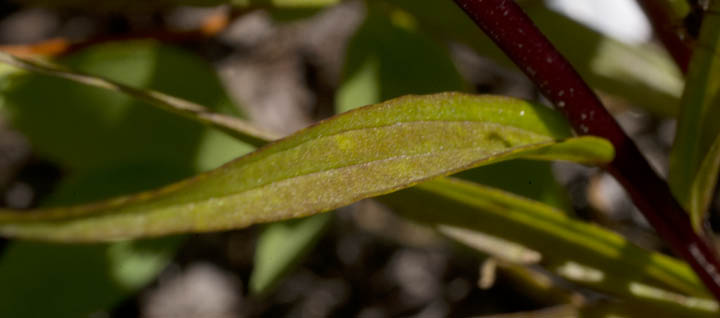 Castilleja miniata