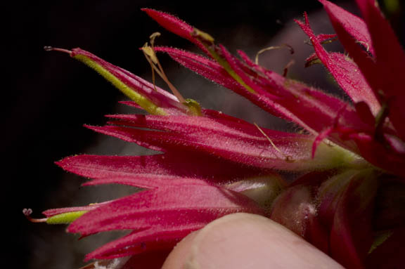 Castilleja miniata